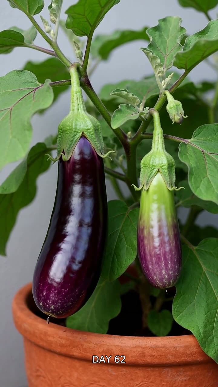 Glossy purple eggplants hanging from a potted plant