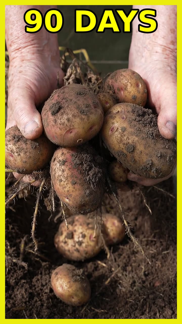 Healthy potatoes forming underground, for comparison when seeds fail